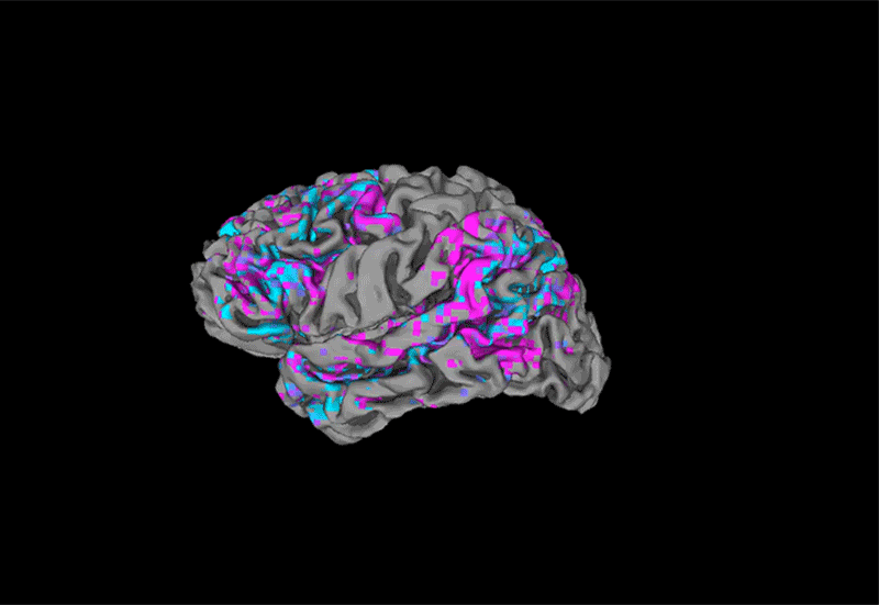 Séquence animée d'une vue 3D tournante du cortex cérébral d'une personne.