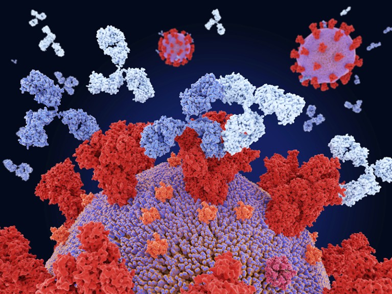 Illustration of two different therapeutic monoclonal antibodies binding to the SARS-CoV-2 virus spike protein
