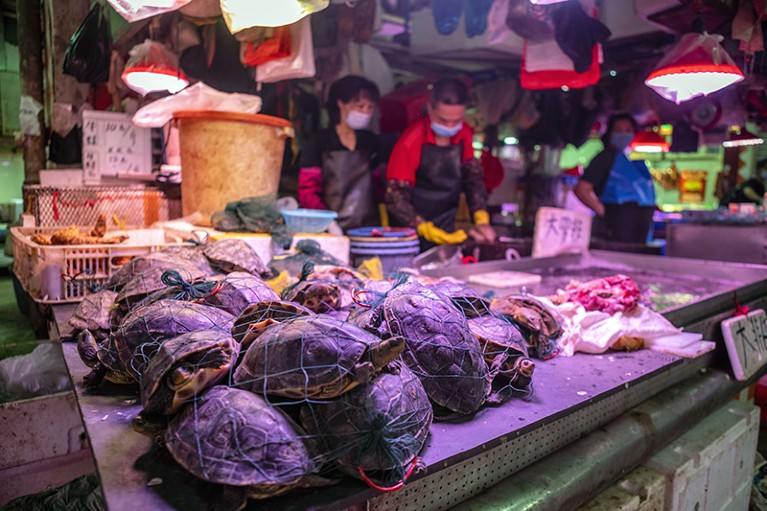 A vendor wearing a mask sells live turtles on Xihua Farmer's Market in Guangzhou, Guangdong province, China, 04 May 2020.