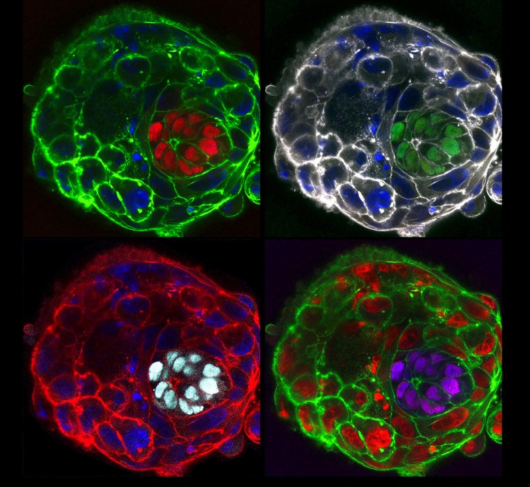 Immunofluorescence light micrograph of four human embryos 10 days after fertilization
