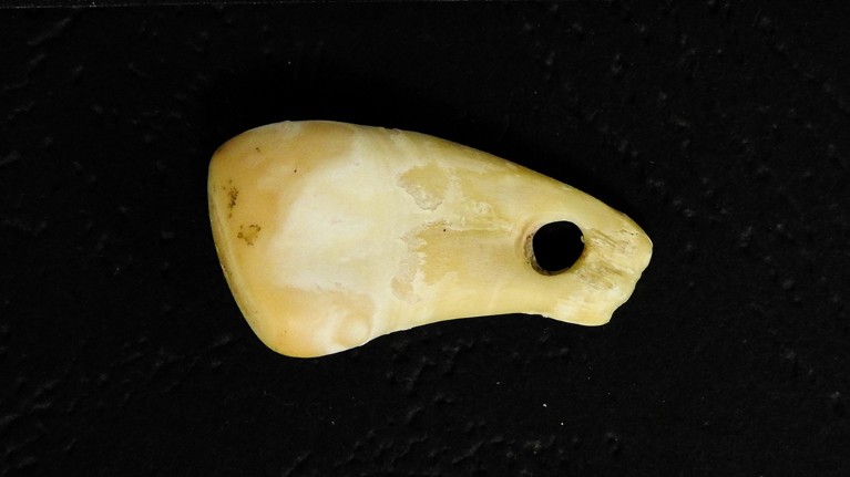 Top view of the pierced elk tooth discovered at Denisova Cave in southern Siberia.