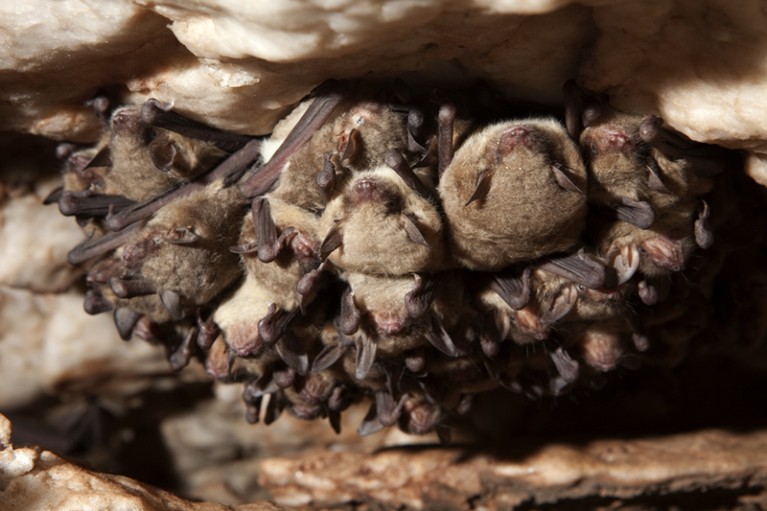 Cave Myotis Bats Hibernating, Oklahoma