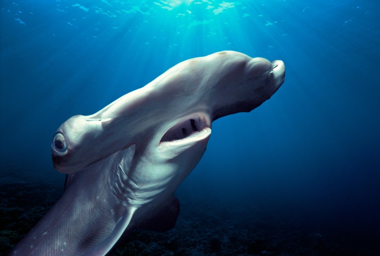 Hammerhead shark illuminated by blue light near the ocean surface.