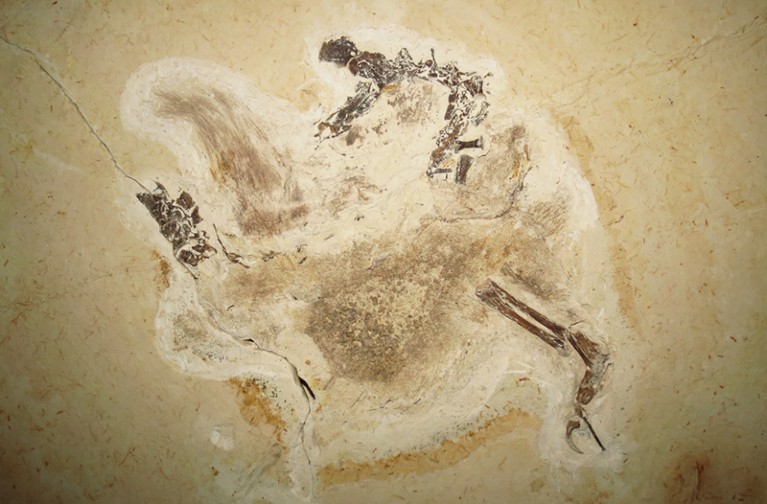 Holotype of Ubirajara jubatus