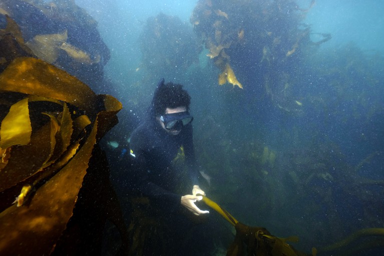 Loyiso Dunga diving in a South African kelp forest.