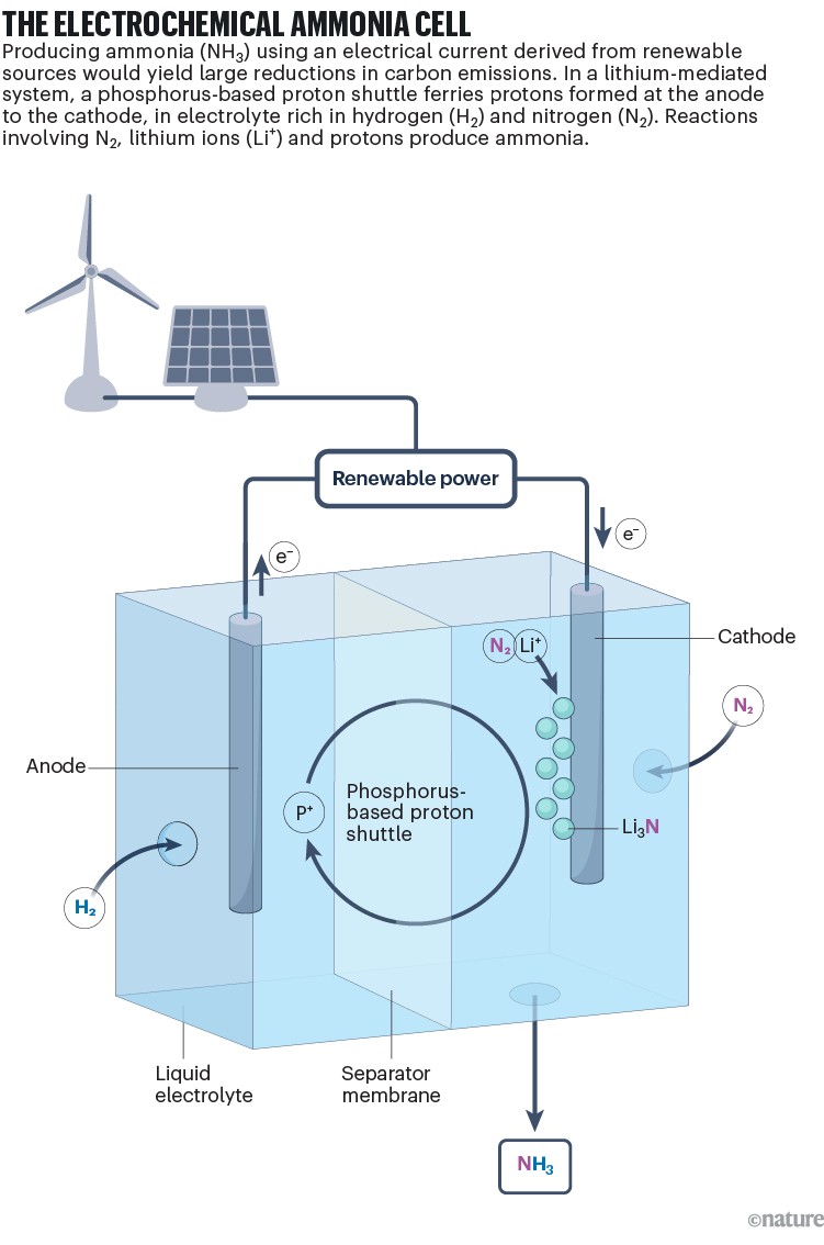 The electrochemical ammonia cell