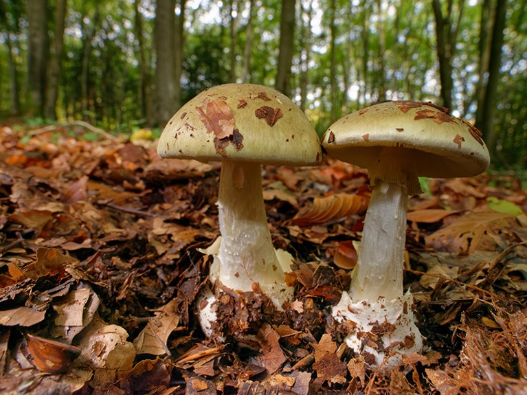 Death cap (Amanita phalloides) mushrooms among leaf litter a dense beech woodland in Gloucestershire, UK.