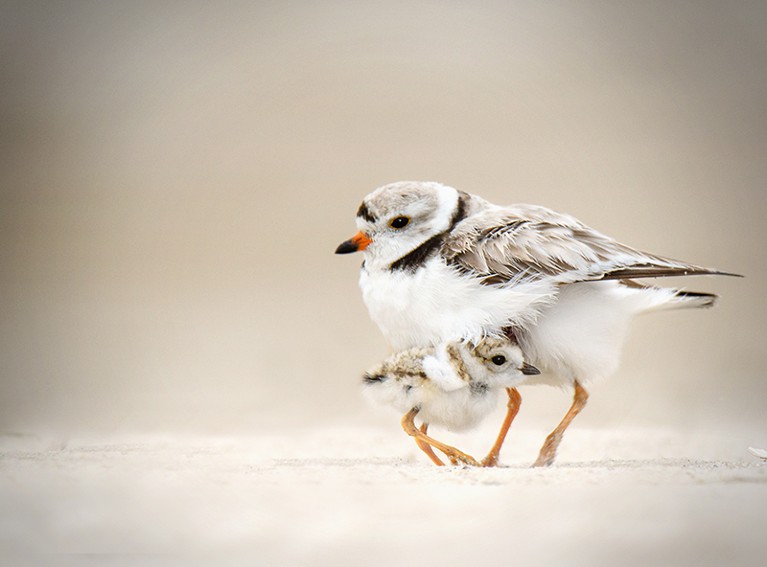 A piping plover chick takes cover under its mother after exploring the beach at Jones Beach, Long Island.