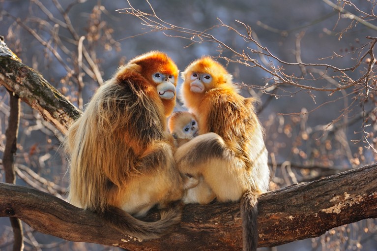 Close-up of a golden snub-nosed monkey family resting in a tree.
