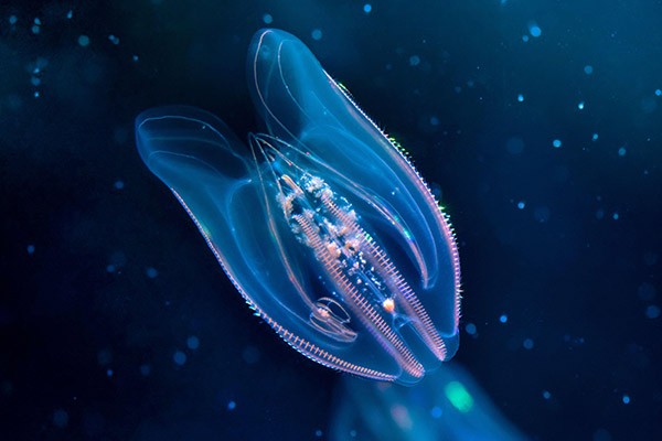 A delicate, smoky blue jellyfish-like creature floats in dark water.
