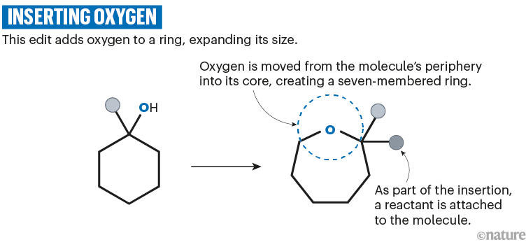 插入氧气：一种化学方案，显示氧气被添加到环中，扩大其尺寸。
