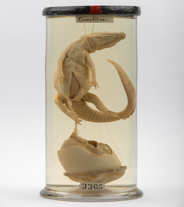 A crocodile emerging from its egg, one of over 2,000 specimens on display in the new Hunterian Museum.