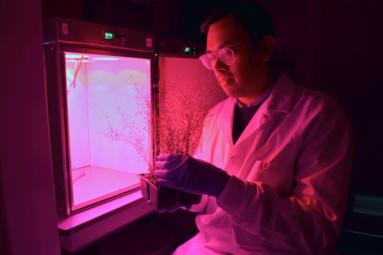 Devang Mehta holding a plant and bathed in a pink light emanating from a growing chamber