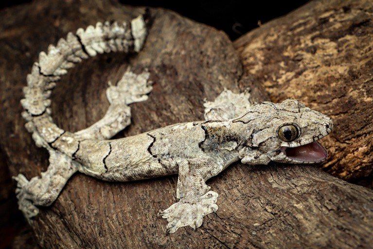 A parachute gecko sits on a log.