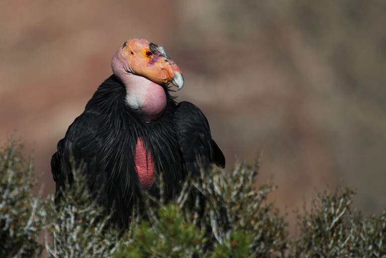 California condor (Gymnogyps californianus), Grand Canyon, Arizona, USA