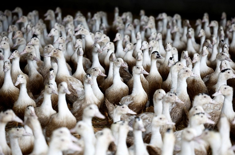 Ducks are seen inside a poultry farm in Castelnau-Tursan, France, January 24, 2023.