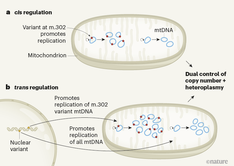 Mitochondrial DNA comes with nuclear strings attached