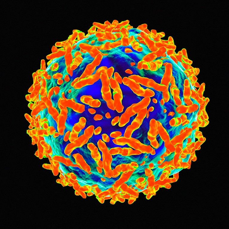 Computer artwork of adeno associated virus.