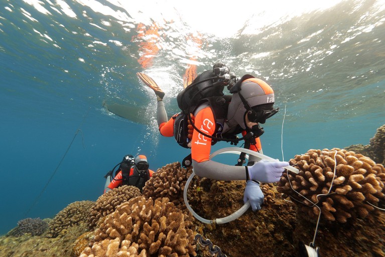 A diver uses a suction pipe to collect samples from a brain coral on a reef.