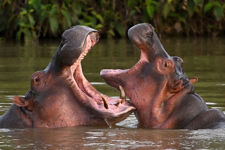 Two wild hippos, descendants from a small herd introduced by drug kingpin Pablo Escobar, in a lake in Colombia, 2023.