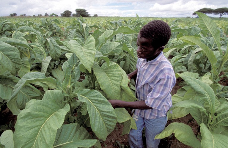 A boy looking at leaves on a tobacco plant at a tobacco plantation.