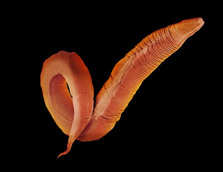 Coloured scanning electron micrograph of a Caenorhabditis elegans worm.