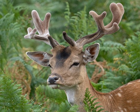 The Dama dama species of fallow deer in the U.K.