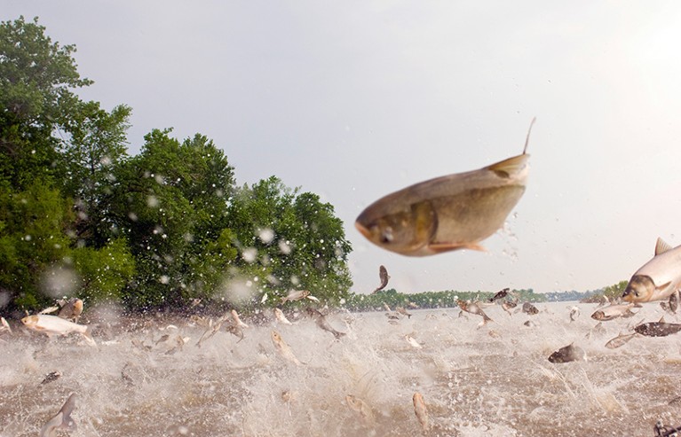 The bighead and silver species of Asian carp jumping out of the Illinois River near Havana, Illinois, U.S.