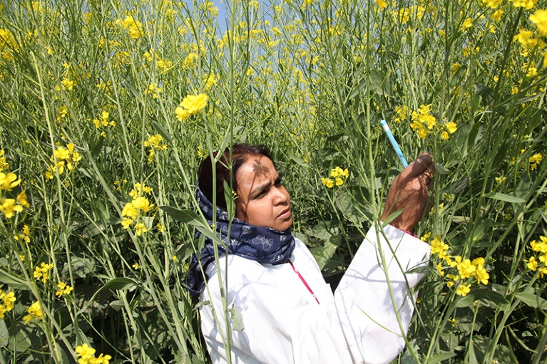 A scientist working in a plot of genetically engineered mustard plant growing in a field in India.