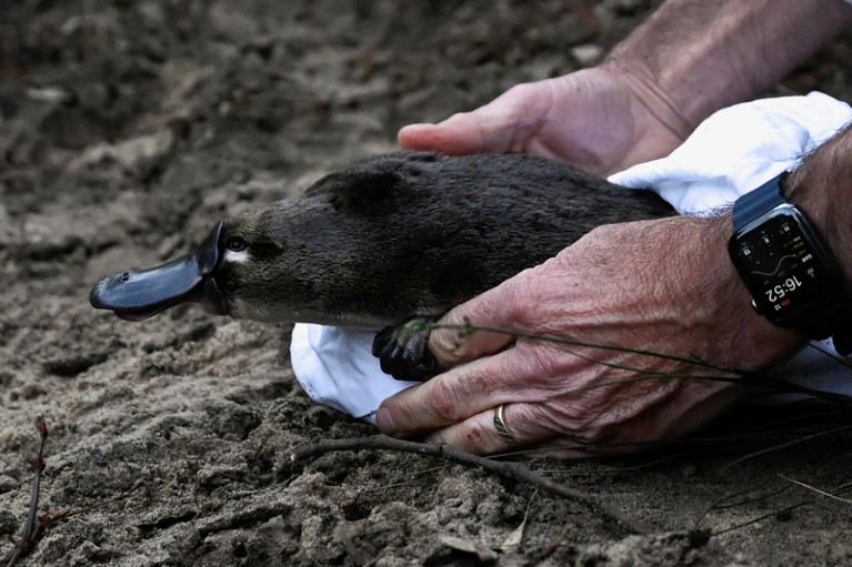 A close-up of hands releasing a platypus into the wild