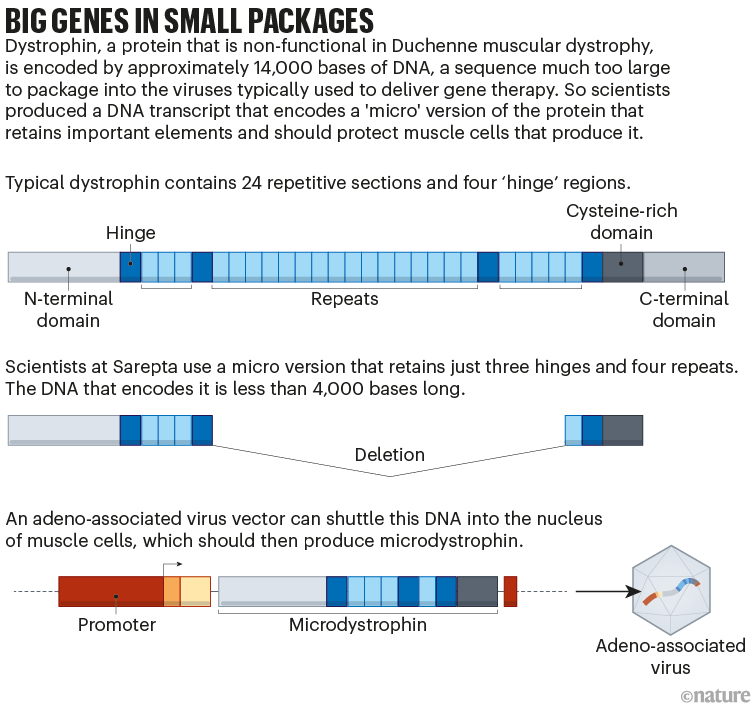 Big genes in small packages: graphic that shows how a short version of a protein can be used in gene therapy to treat DMD.