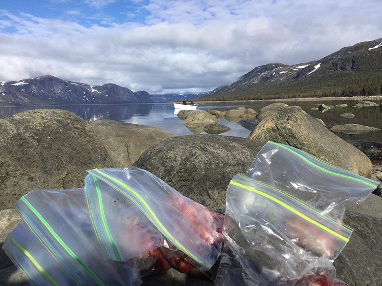 Bagged gut samples on rocks.