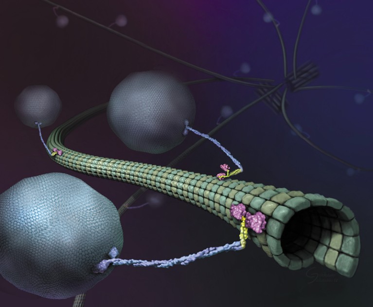Illustration of kinesin on a microtubule