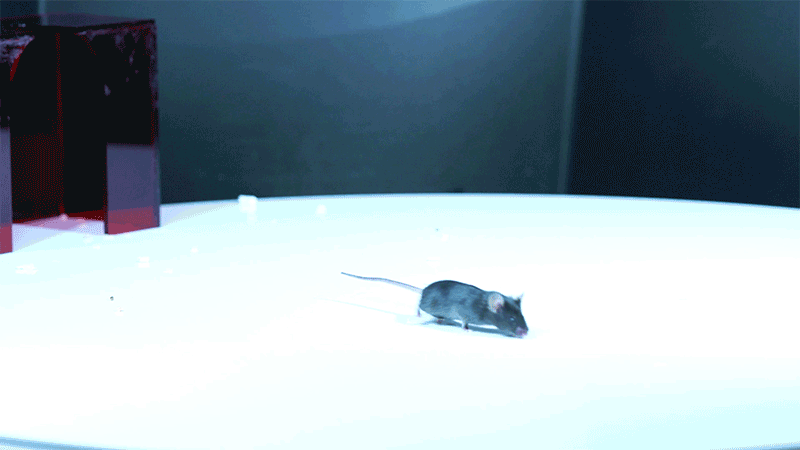 A mouse detects a looming threat and runs for cover. The shadow has been darkened.
