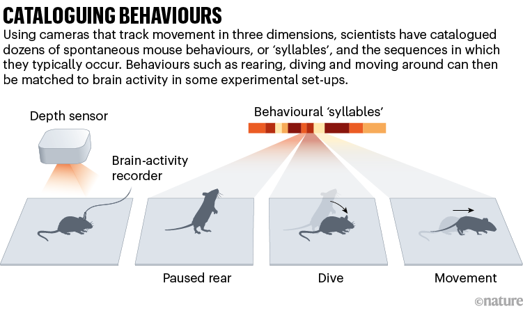Cataloguing behaviours. Diagram showing how researchers study sequences of mouse behaviour.