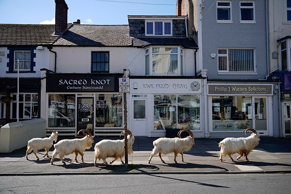 A small herd of white mountain goats walks along the pavement of a small town shopping street on a sunny day.