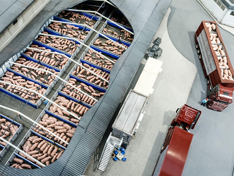 A model in the exhibition "Sauwohl" of the Miniatur Wunderland shows industrial pig fattening, Hamburg.