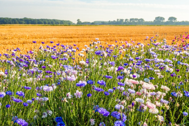 Close-up of colourful flowers in a field margin next to a wheat field
