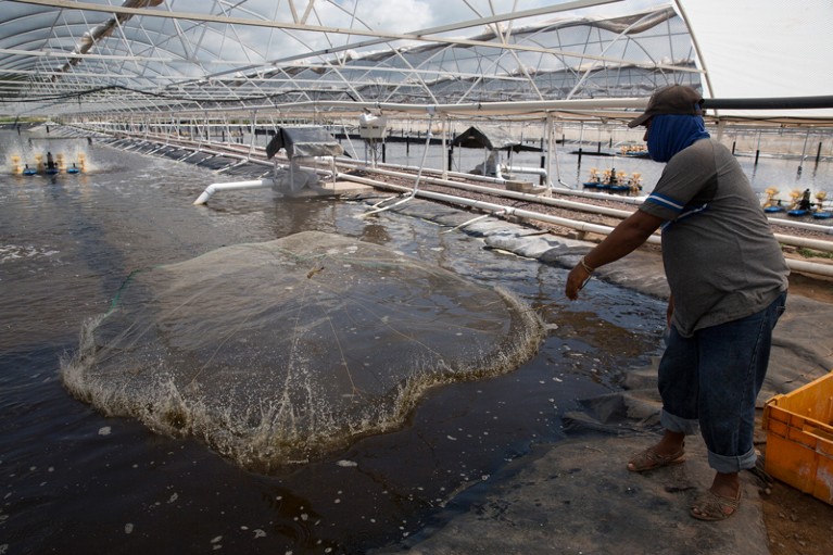 A worker throws a net into a pond to capture shrimp at an aquaculture shrimp farm