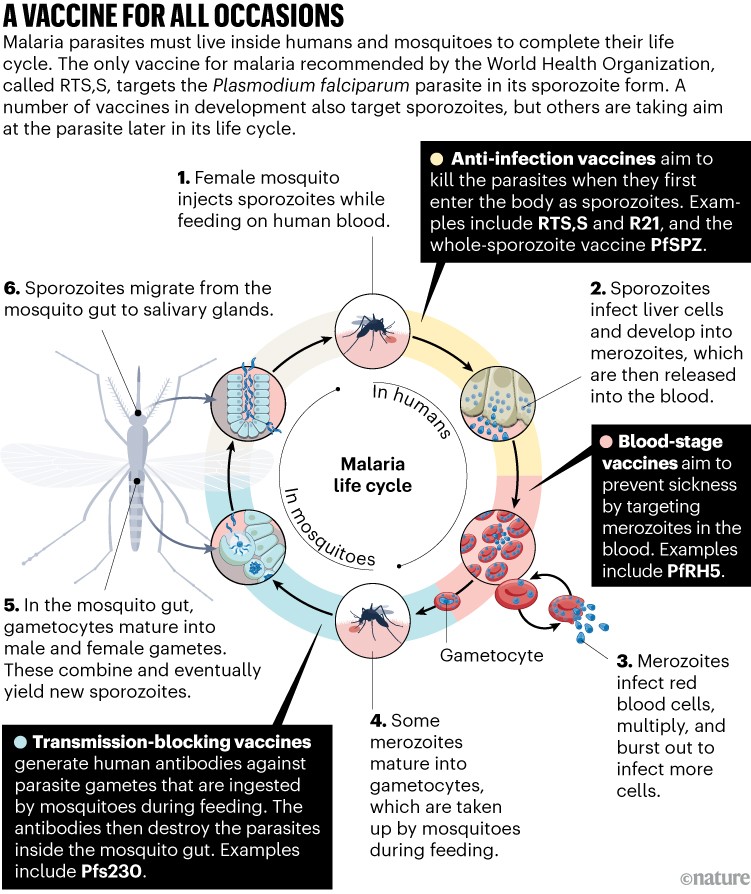 A vaccine for all occasions: Malaria life-cycle diagram showing how vaccines work