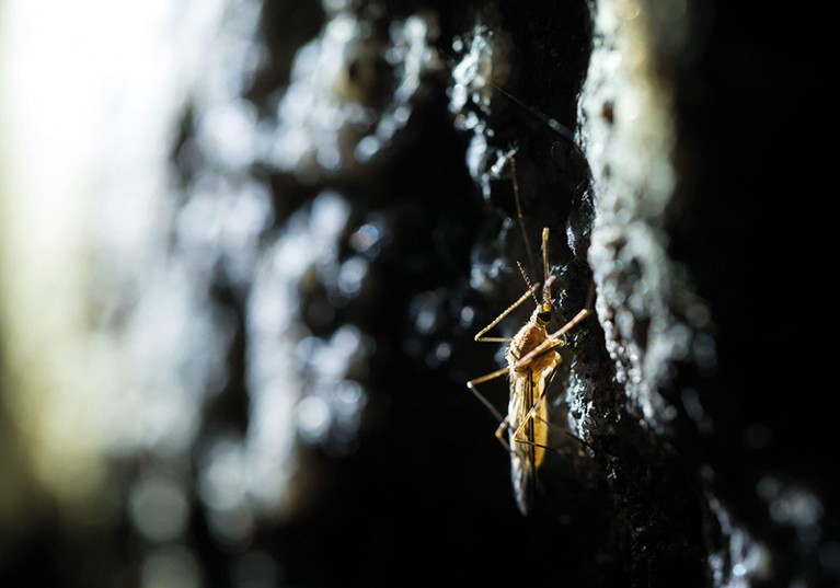 近的一只蚊子在洞穴里冬眠