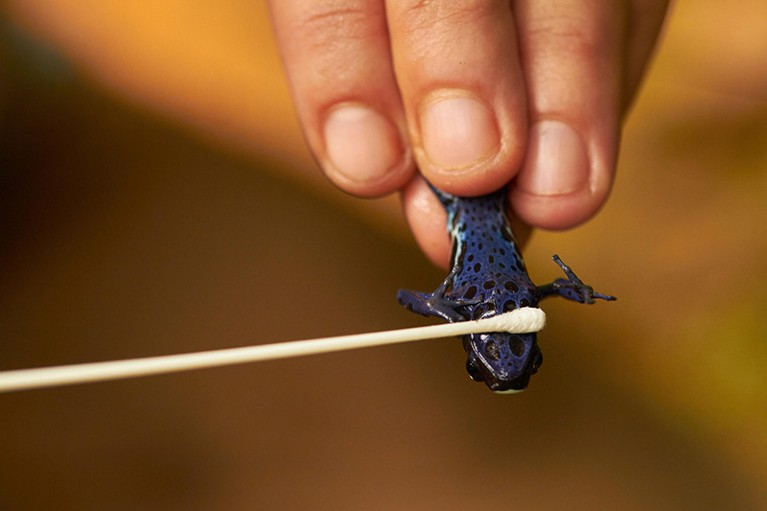 一个蓝色镖蛙在一方面棉花签时举行滚在它们的身体里伸出来