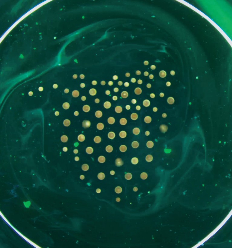 Fluid flows created by a microrobot collective self-organizing by size.