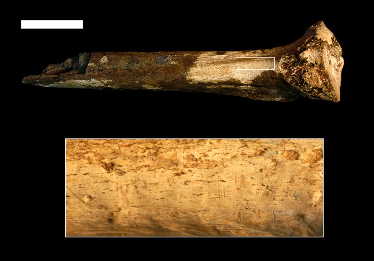 人族的胫骨和放大区域显示的切痕。