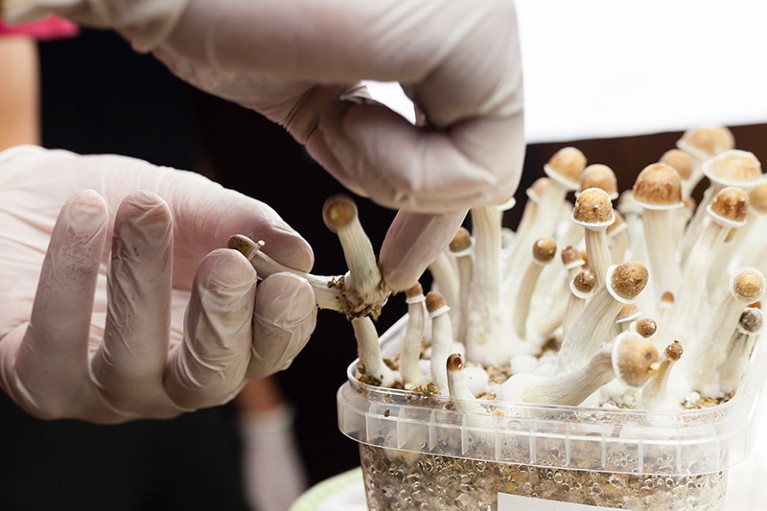 Psylocibin mushrooms growing being collected by hands wearing white latex gloves.