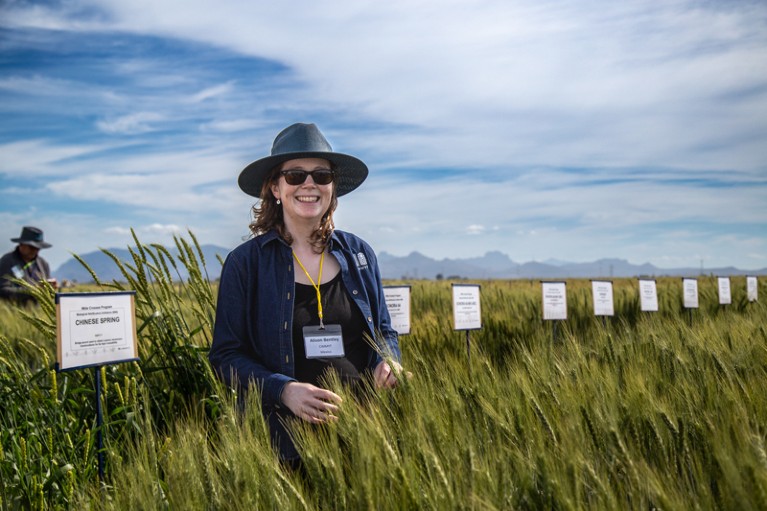 Alison Bentley, wearing a hat and sunglasses, inspects wheat pre-breeding germplasm in a field