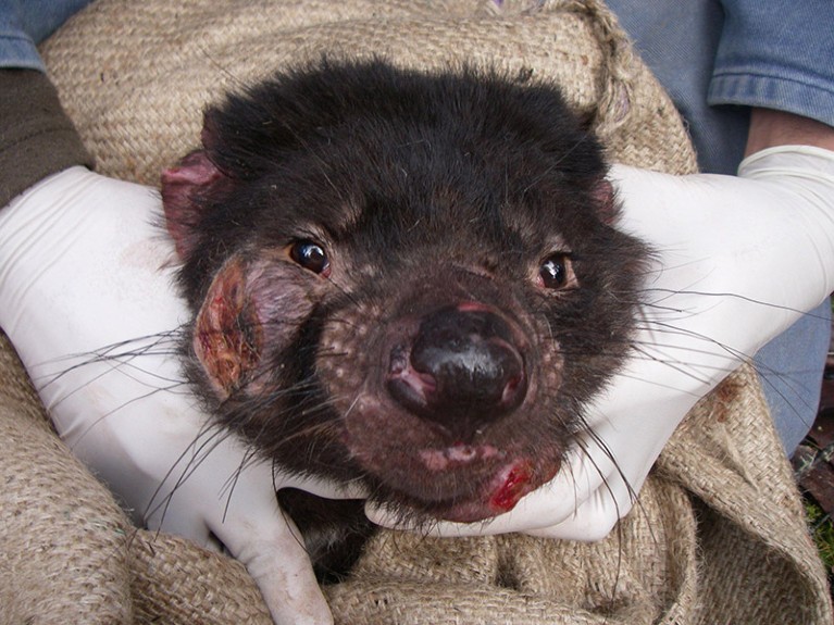 A Tasmanian devil with large facial sores is held still in a sack by gloved human hands.