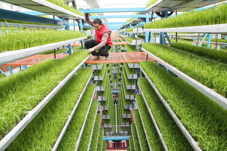 Rows of rice seedlings are seen at a smart greenhouse in Yongchuan. A technician checks the seedlings.
