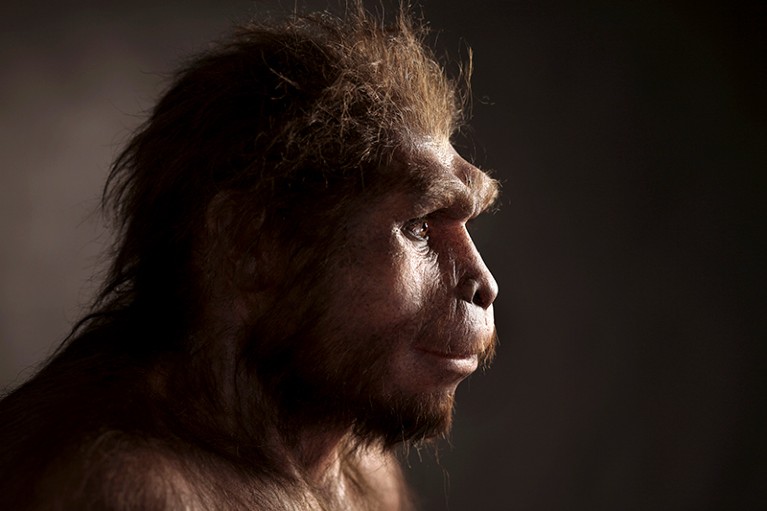 Reconstruction of a specimen of Homo erectus.