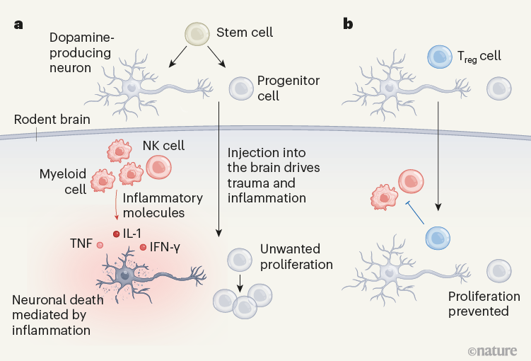 Regulatory T cells aid stem-cell therapy for Parkinson’s disease | Nature
